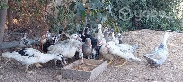Patitos