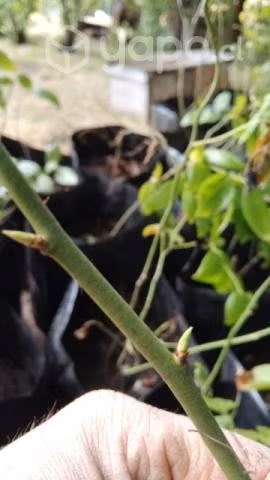 Plantas de Arandano Duke