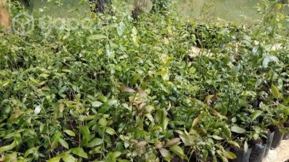 Plantas de Arandano Duke