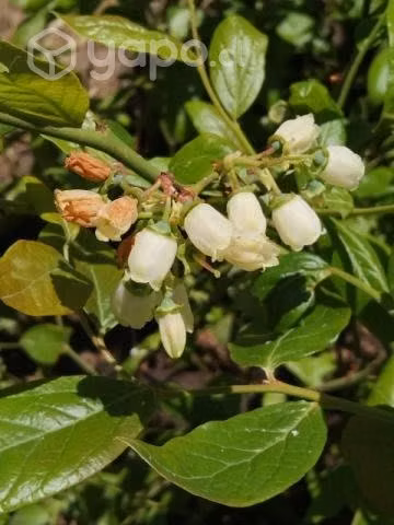 Plantas de Arandano Duke