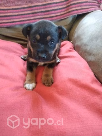 En adopción