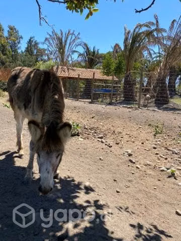 burros