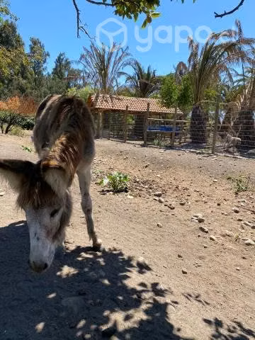 burros