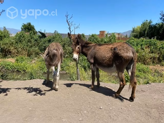 burros