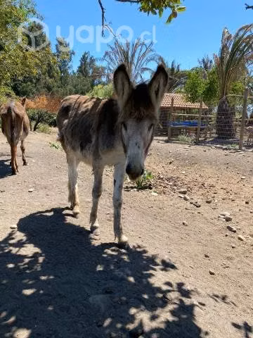 burros