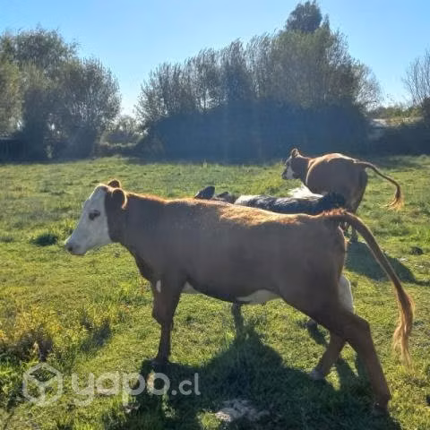 Vaquilla 2 años aprox