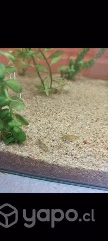 Arena para acuario