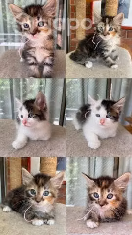 Se da en adopción gatitos y perritos