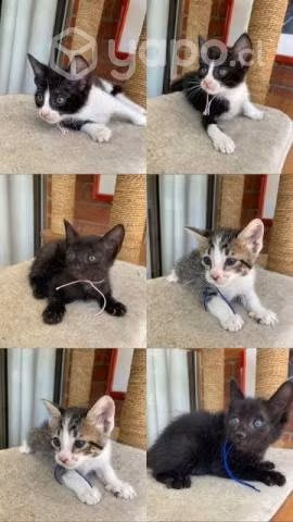 Se da en adopción gatitos y perritos