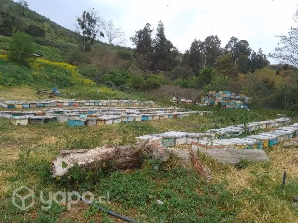 Servicio de polinización de abejas