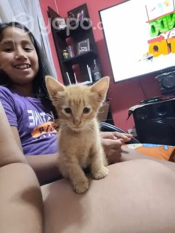 Se regalan gatitos - Imagen 2