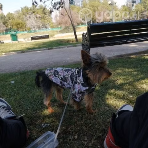 Paseo de perritos
