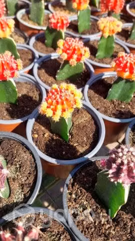Cactus injertados