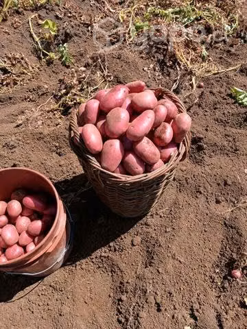 Papas