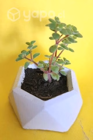Hermosas plantas naturales