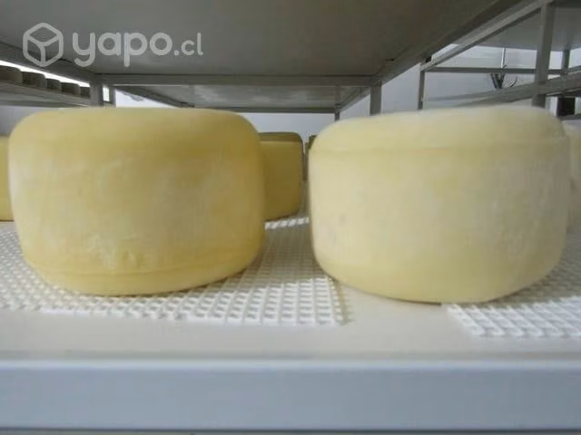 Queso de oveja