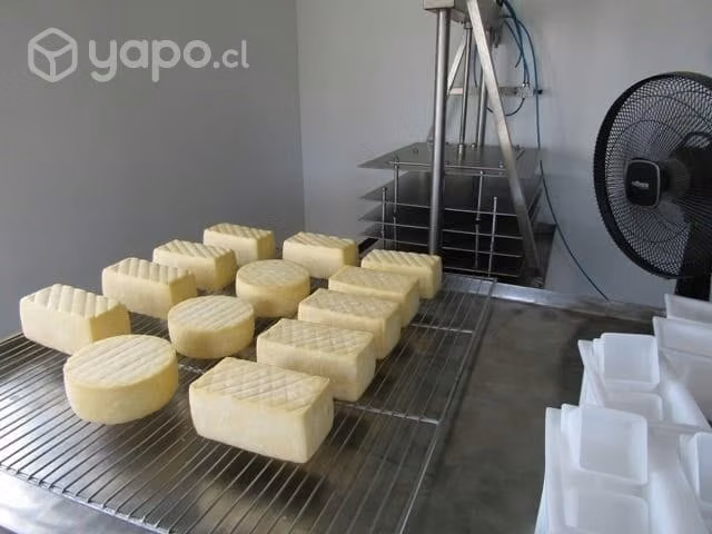 Queso de oveja