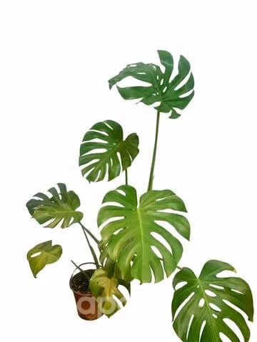 4 monstera 1,2m altura