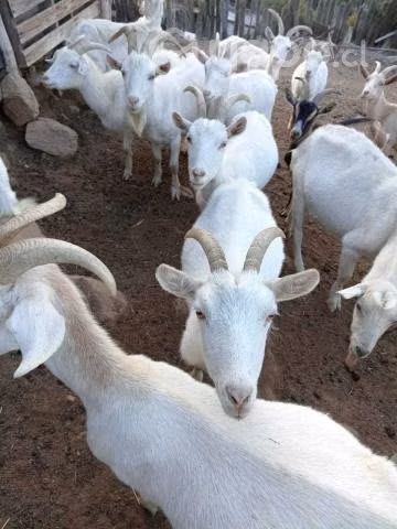 Cabras