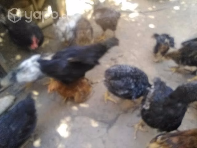 Pollos