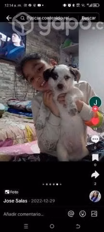 Buscándo hogar a mi perrito
