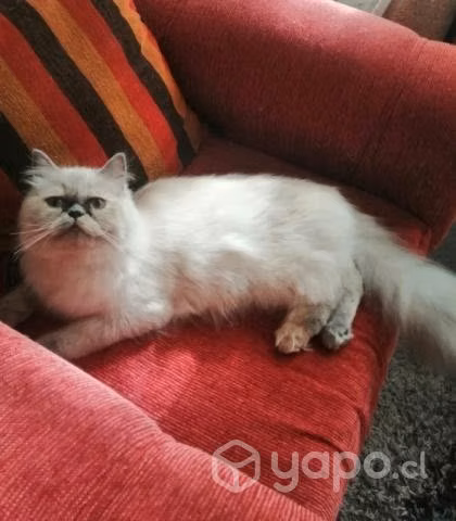 Hermosa gatita Persa himalaya