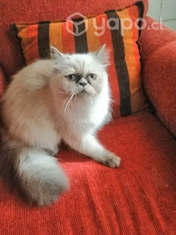 Hermosa gatita Persa himalaya