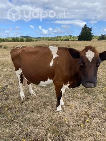 Vaca preñada