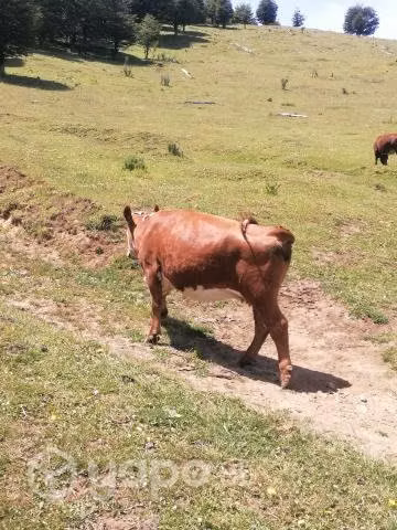 Vaca