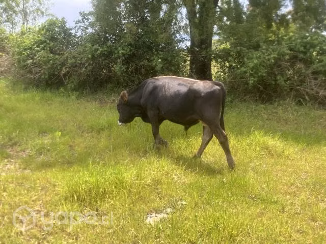 Lote de terneras y terneros
