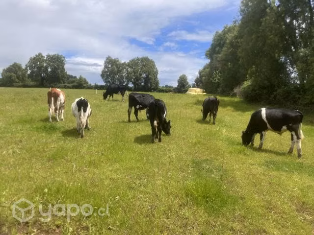 Lote de terneras y terneros