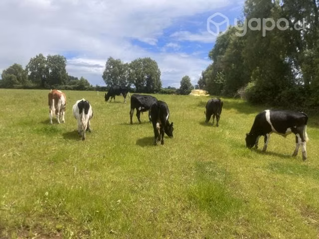 Lote de terneras y terneros