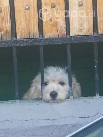 Se regala lindo perro tierno y cariñoso.