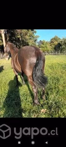 Caballo grueso de 5 años monturero
