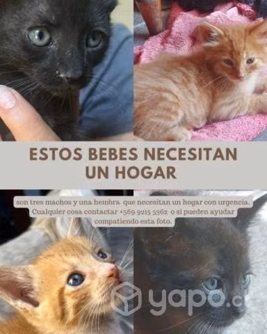 Gatitos en adopción