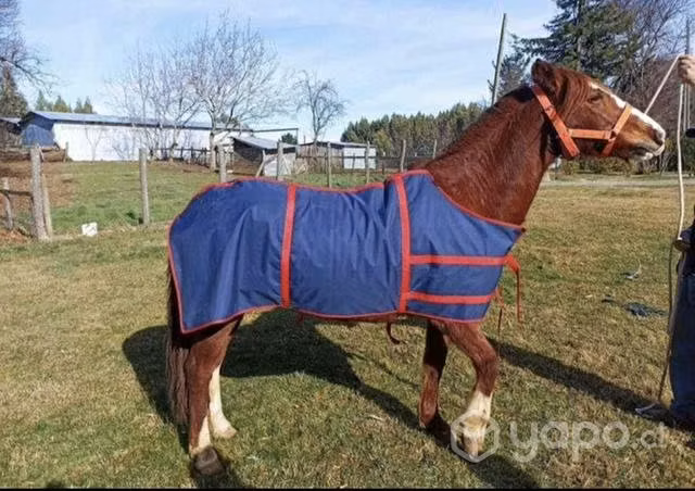 Carpa para caballos - Imagen 3