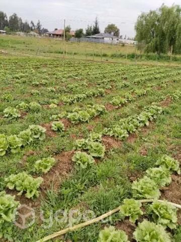 Vendo derecho de terreno 4000 mil metros cuadrados