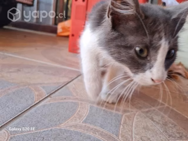 Se regala gatita - Imagen 3