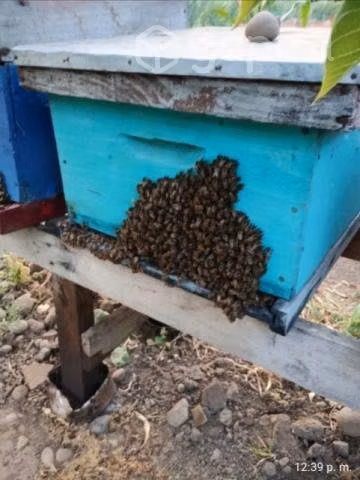 Colmenas