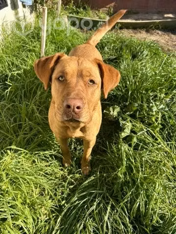 En adopción