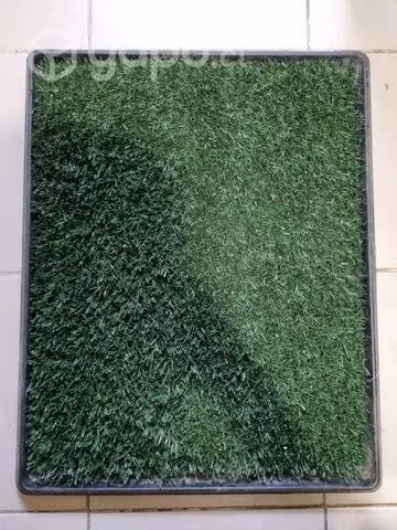 Baño perros de pasto sintetico