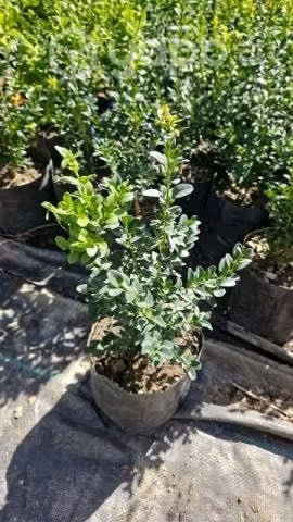 Boj verde