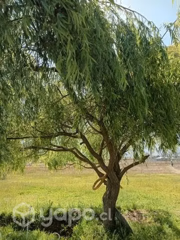 Sauce para su terreno