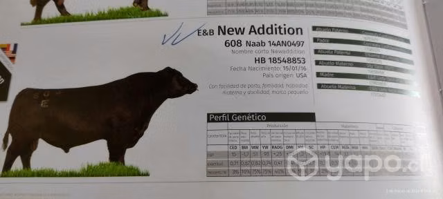 Aberdeen Angus (Angus negro) hijos de new addition