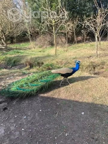 Pavos reales