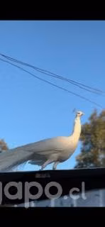 Pavos reales