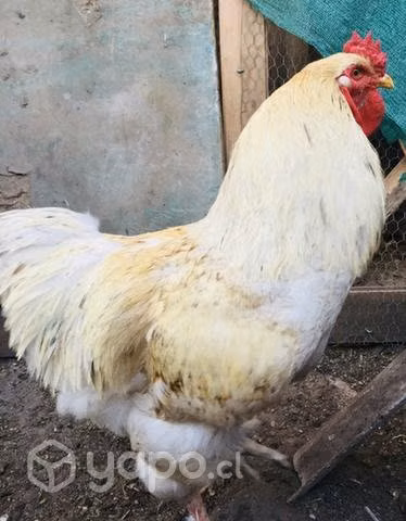 Gallo brahaman y gallinas ponedoras