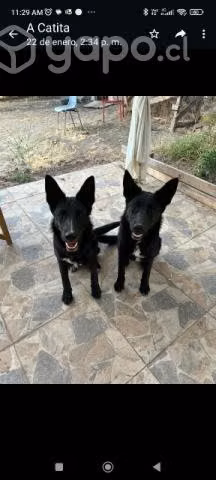 Se dan en adopción cachorritas - Imagen 2