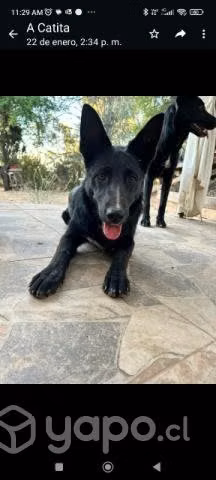 Se dan en adopción cachorritas
