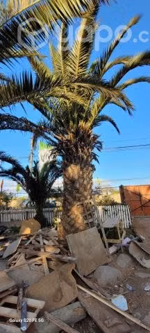 Palmeras - Imagen 3